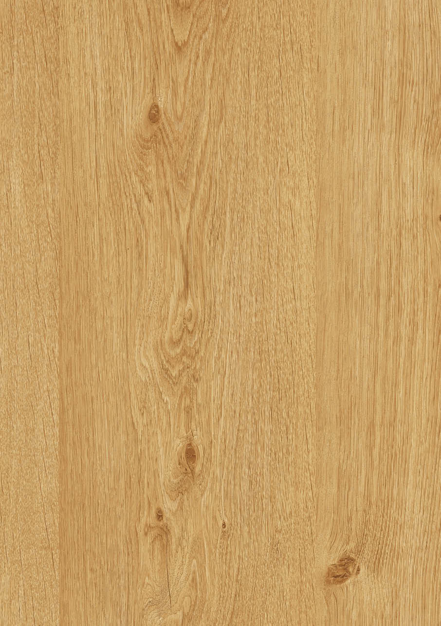 Truncus Oak 449