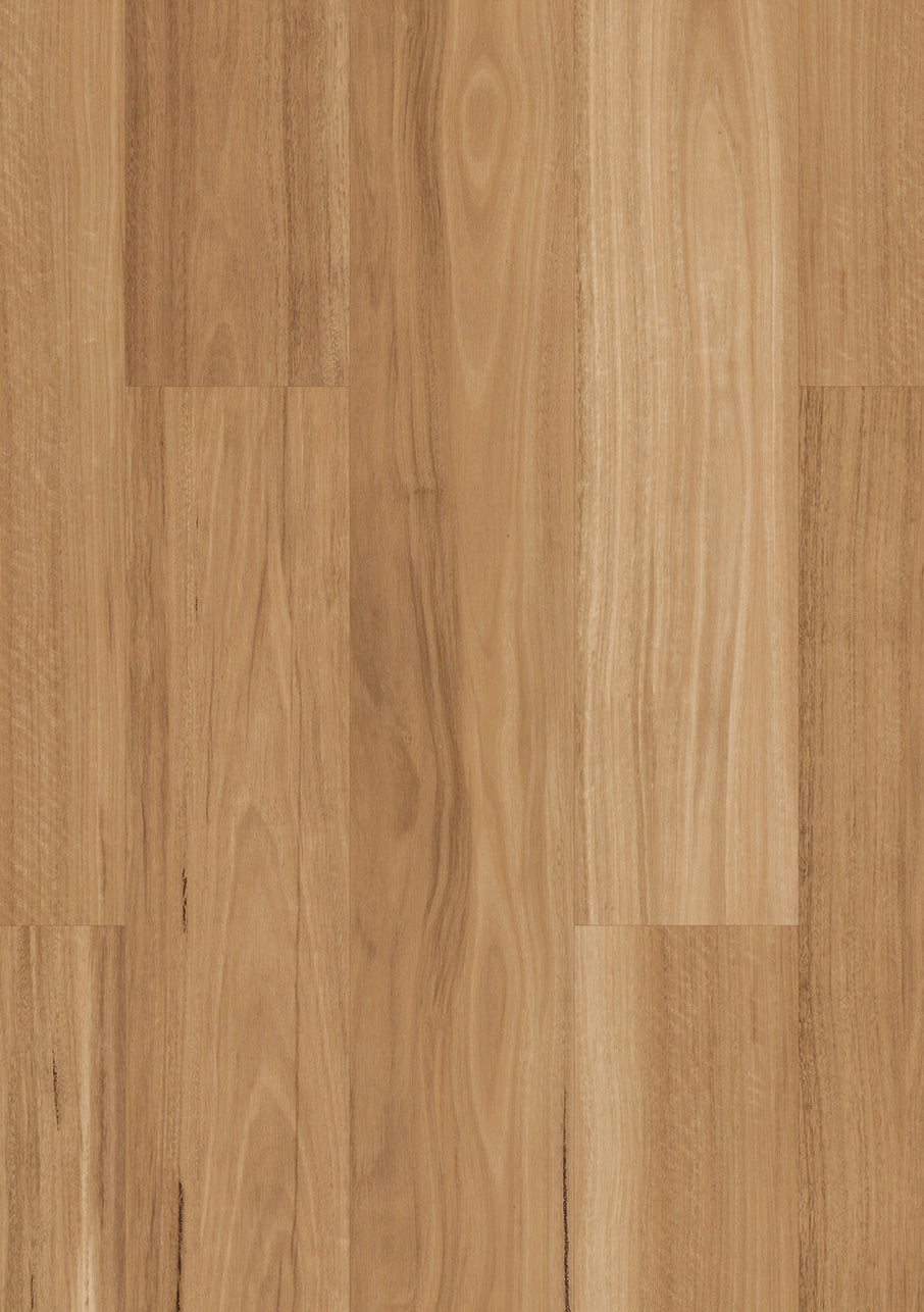 Warm Spotted Gum