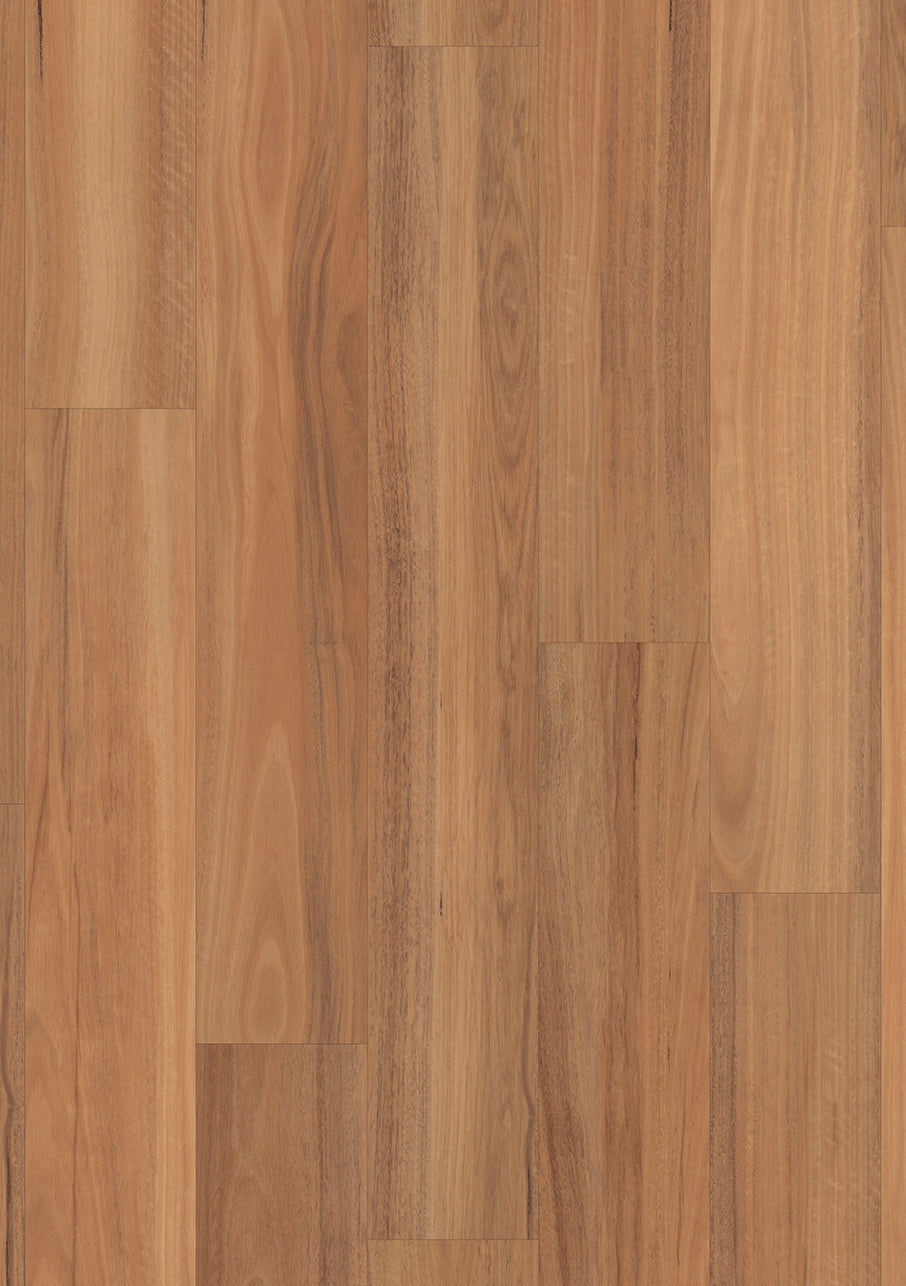 Northern Spotted Gum